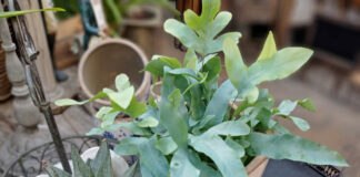 Discover inspiration at Clarenbridge Garden Centre Tipperary