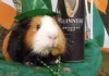 Coco the guinea pig amasses over 42 million views