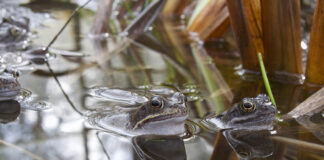 Limerick public encouraged to “Hop To It”