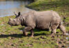Final opportunity for the public to see lion cubs and rhino at Fota