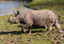 Final opportunity for the public to see lion cubs and rhino at Fota