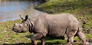 Final opportunity for the public to see lion cubs and rhino at Fota