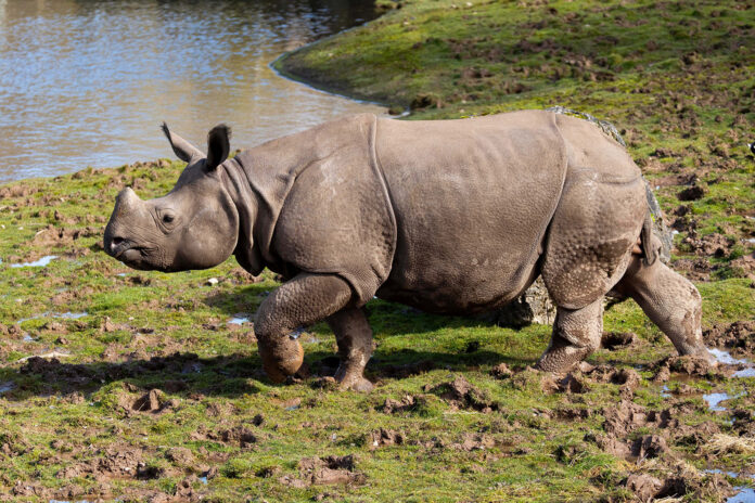 Fota 2026 MOS 059A1193 1 @12-03-2026-17-19-55-1 copy