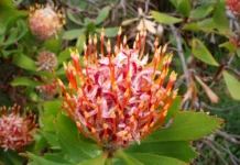 Corten Steel Planters as Functional Elements in Outdoor Design