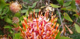 Corten Steel Planters as Functional Elements in Outdoor Design