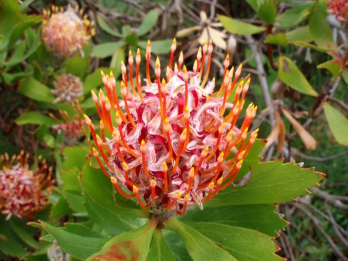 SEOBlue-barbus-protea-2613055_1920