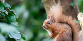 Nationwide citizen science effort to track squirrels and pine martens