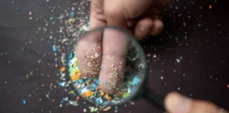 Microplastics have been found to interact with the gut microbiome – here’s what health effects they might have