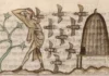 Why early medieval Ireland had laws for bees