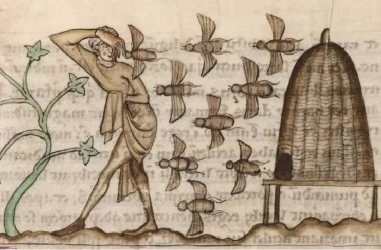 Why early medieval Ireland had laws for bees