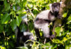 Naming of black-and-white ruffed lemur babies born at Fota Wildlife Park