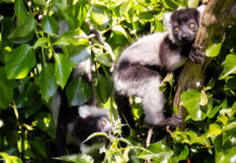 Naming of black-and-white ruffed lemur babies born at Fota Wildlife Park