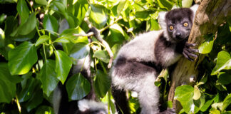 Naming of black-and-white ruffed lemur babies born at Fota Wildlife Park