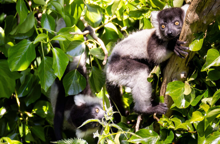 Naming of black-and-white ruffed lemur babies born at Fota Wildlife Park