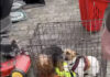 Dog welfare concerns raised at ‘Town market