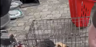Dog welfare concerns raised at ‘Town market