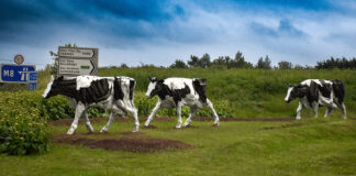 Bo Bainne – finally home to graze again