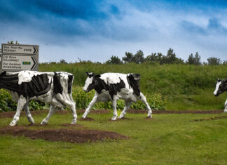 Bo Bainne – finally home to graze again