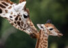 Critically endangered Nubian giraffe calf born at Fota – public’s help sought for name