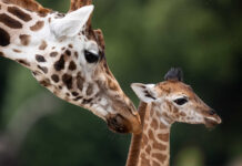 Critically endangered Nubian giraffe calf born at Fota – public’s help sought for name