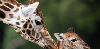 Critically endangered Nubian giraffe calf born at Fota – public’s help sought for name