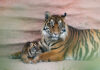 Fota Wildlife Park celebrates rare double birth of critically endangered tiger and lion cubs