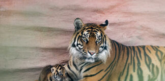 Fota Wildlife Park celebrates rare double birth of critically endangered tiger and lion cubs
