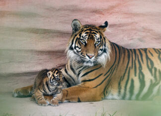 Fota Wildlife Park celebrates rare double birth of critically endangered tiger and lion cubs