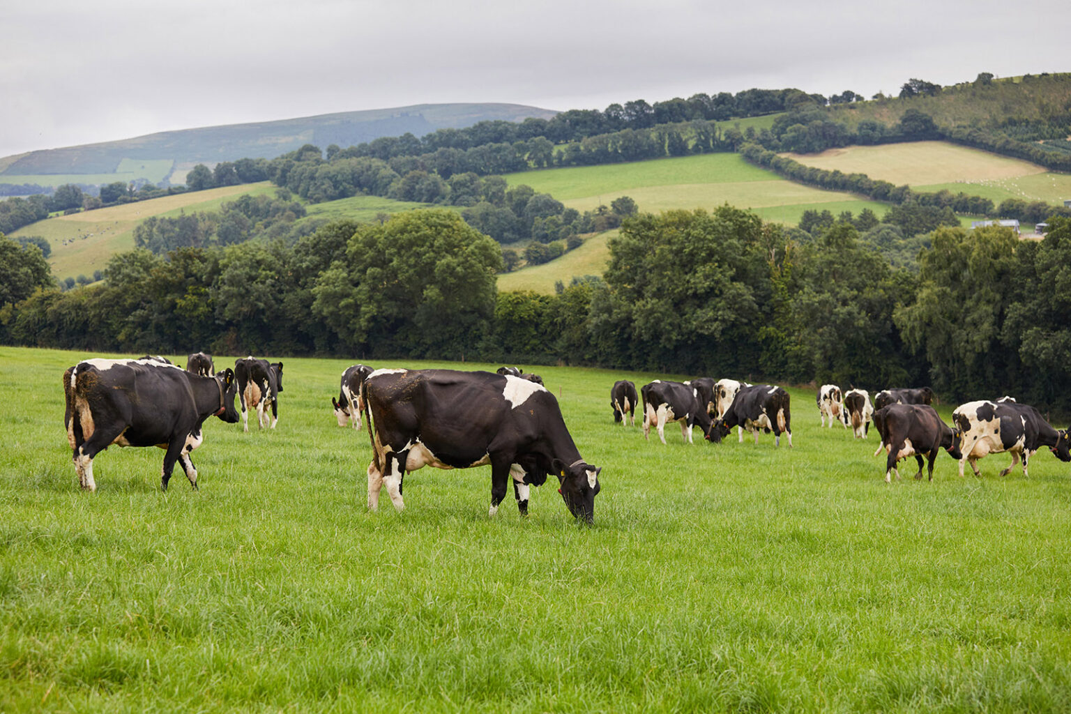 Tirlán launches targeted €1.7m support package to help milk suppliers ...