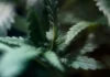 Inside Canada’s Legal Cannabis Market: An Irish View