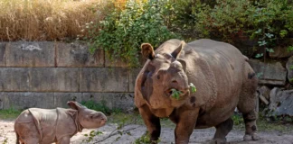 Fota Wildlife Park announces birth of only second-ever Indian rhinoceros born in Ireland