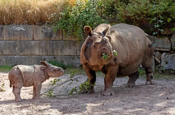 Fota Wildlife Park announces birth of only second-ever Indian rhinoceros born in Ireland