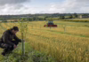 Could Trees Earn Their Place in Irish Tillage Fields?