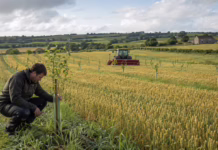 Could Trees Earn Their Place in Irish Tillage Fields?