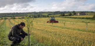 Could Trees Earn Their Place in Irish Tillage Fields?
