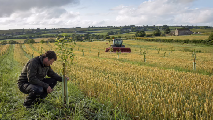 content-silvoarable-farming-1