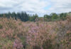 Creative Communities shine a light on the Ballyhoura and Galtee peatlands