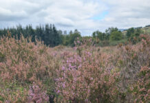 Creative Communities shine a light on the Ballyhoura and Galtee peatlands