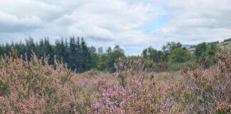 Creative Communities shine a light on the Ballyhoura and Galtee peatlands