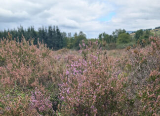 Creative Communities shine a light on the Ballyhoura and Galtee peatlands