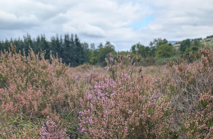 Creative Communities shine a light on the Ballyhoura and Galtee peatlands