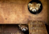 Birth of 2 endangered Red Panda cubs at Fota celebrated – now time to name them