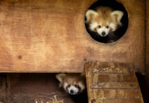 Birth of 2 endangered Red Panda cubs at Fota celebrated – now time to name them