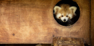 Birth of 2 endangered Red Panda cubs at Fota celebrated – now time to name them