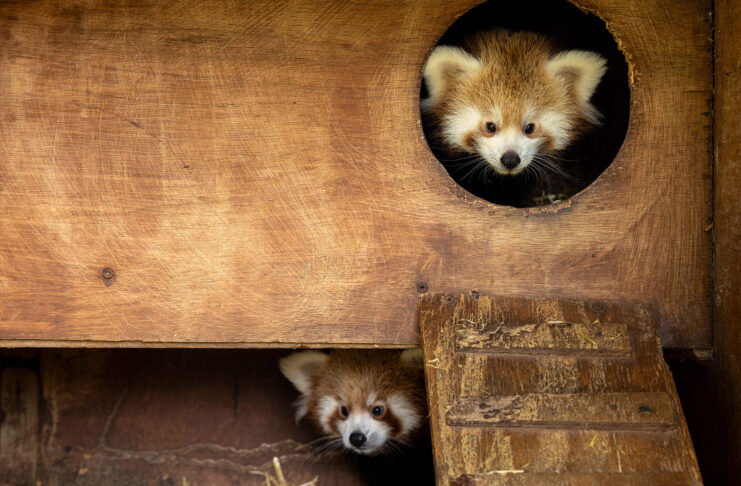 Birth of 2 endangered Red Panda cubs at Fota celebrated – now time to name them