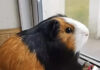 Fermoy’s world-famous guinea pig, Coco, laid to rest