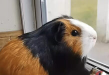 Fermoy’s world-famous guinea pig, Coco, laid to rest