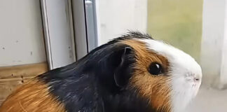 Fermoy’s world-famous guinea pig, Coco, laid to rest