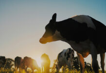 Cork farmers could face €273 million CAP hit