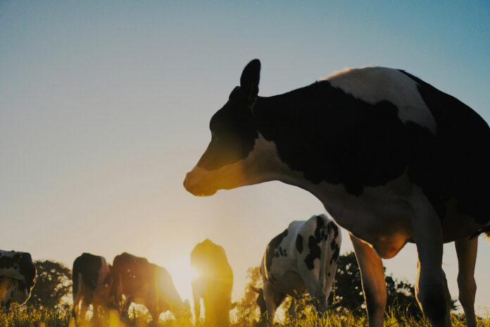 Cattle-erwan-hesry-zmcXsddLwjY-unsplash@14-10-2026-11-20-42 copy